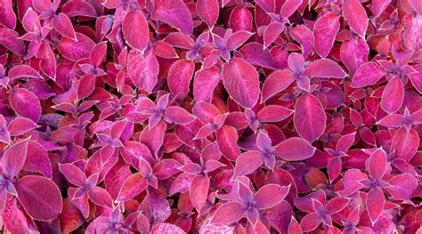 Coleus varieties 35 different types of coleus cultivars – Artofit