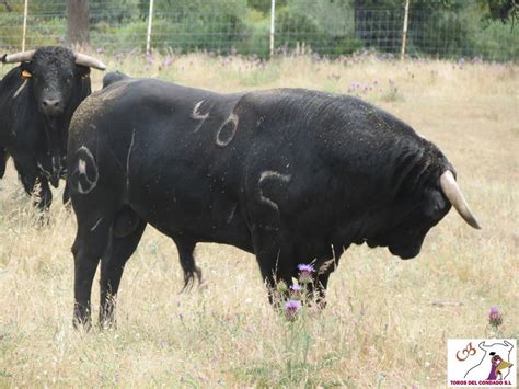 De Catafalco Y Oro Novillada Para La Feria Del Emigrante En Navas De