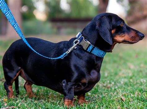 Cómo elegir el mejor collar para tu perro