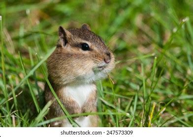 1 Chipmunk Hinbernate Stock Photos, Images & Photography | Shutterstock