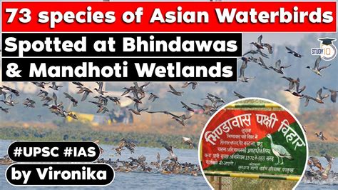 73 Species Of Asian Waterbirds Spotted At Bhindawas Mandhoti Wetlands