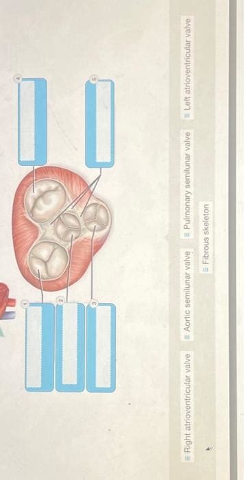 Solved Right atrioventricular valve = Aortic semilunar valve | Chegg.com