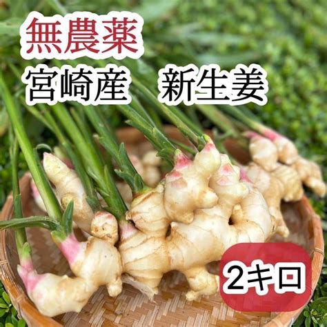 【目立った傷や汚れなし】【無農薬】宮崎産 新生姜 2キロの落札情報詳細 ヤフオク落札価格検索 オークフリー