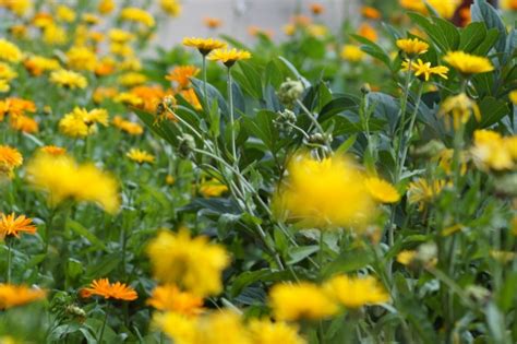 Marigolds Garden Blossoms Orange Free Stock Photo Public Domain Pictures