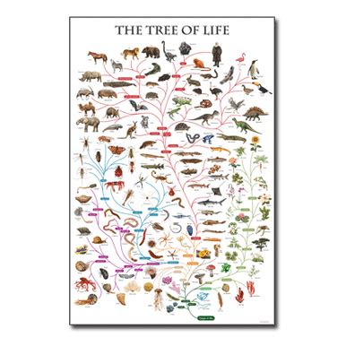 Tree of life chart -Cladistics - Think Education Supplies