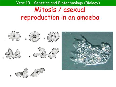 Cell Division Mitosis Ppt Download