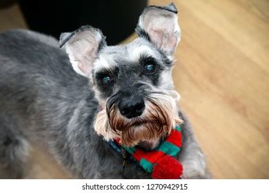 Grey Miniature Schnauzer Stock Photo 1270942915 | Shutterstock