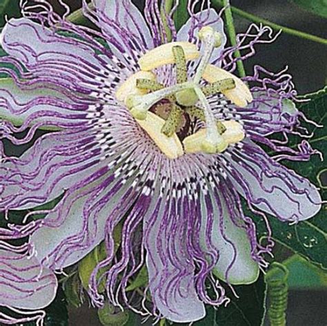 Passiflora Incarnata Passion Fruit Incarnata Apricot Vine Etsy Canada