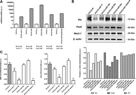 Overexpression Of Mir Cluster Components Reduces Differentiation