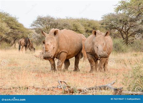 Two White Rhinos Grazing In A South African Game Reserve Royalty-Free ...