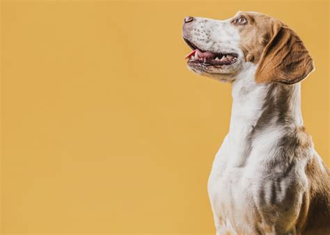 40 Dicas de nomes para Vira-Latas - Nomes Originais - Portal do Dog