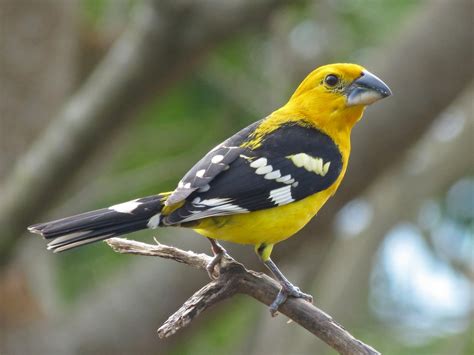 Yellow Grosbeak Pheucticus Chrysopeplus Birds Of The World