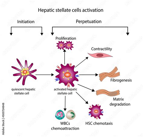 Hepatic Stellate Cells