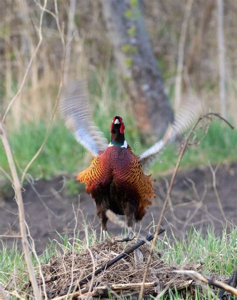 Ring Necked Pheasant Phasianus Colchicus Common Pheasant The Male