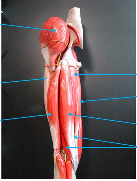 Posterior Hip And Thigh Model Diagram Quizlet