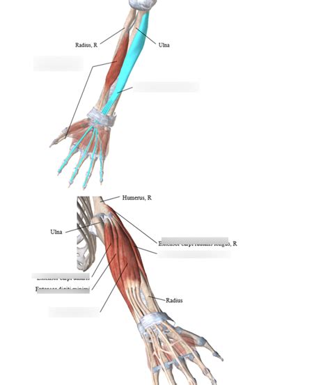 10 Deep Flexors And Superficial Extensors Of The Wrist Diagram Quizlet