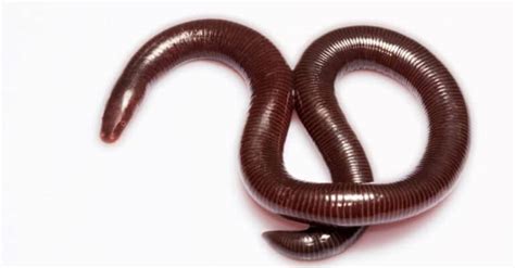 Caecilian - A-Z Animals