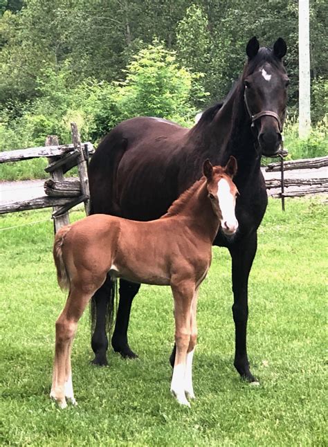 Interstellar Rgs Stella” Red Gate Sporthorses