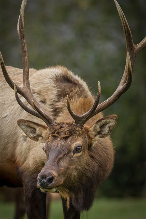 Photographing Roosevelt Elk at Elk Country, California - Anne McKinnell ...