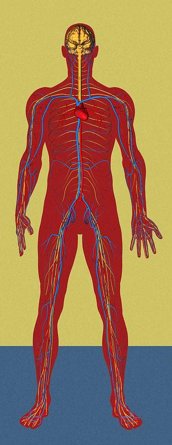 Circulatory System Artwork Photograph By Mehau Kulyk Fine Art America