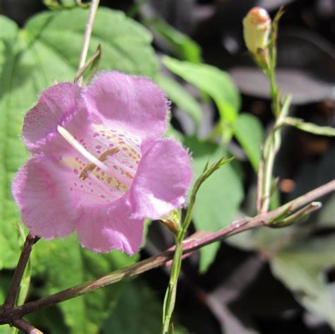 Wildflower Wednesday: Prairie False-Foxglove