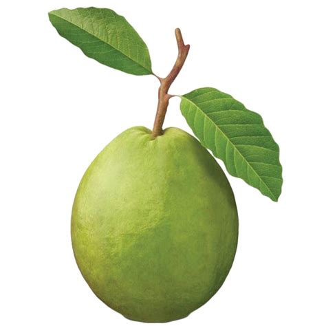 Guava Png