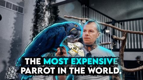 The Most Expensive Parrot In The World Youtube