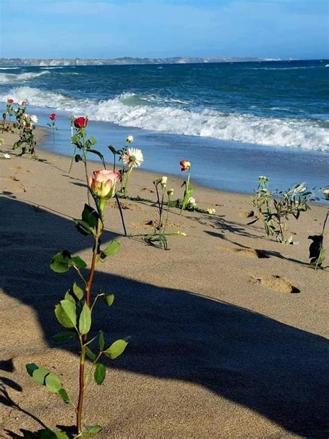 boccardo anna on Twitter RT Iperbole A Cutro oggi la spiaggia è