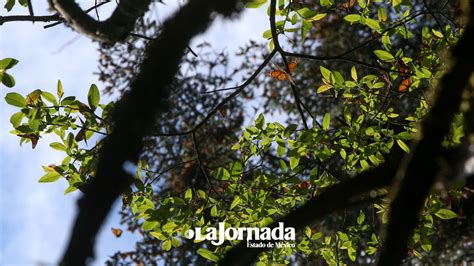 Santuarios De La Mariposa Monarca En Edomex Para Visitar Un Fin De