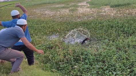 Incredible Fishing Fisher Man Catching The Rohu Fishes We Rice And