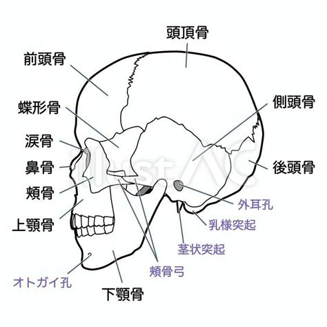 頭蓋骨 解剖学イラスト No 23117512｜無料イラスト・フリー素材なら「イラストac」