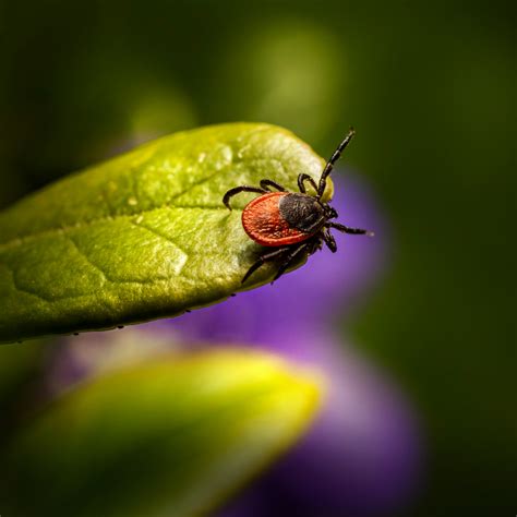 Lyme Borreliose Erkennen Und Behandeln Meduplus E Learning Portal