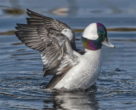 Bufflehead Duck Royalty Free Images Stock Photos Pictures