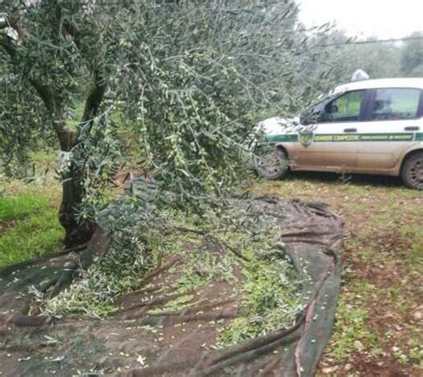 Sventato Lennesimo Furto Di Olive Nelle Campagne Di Andria Telesveva