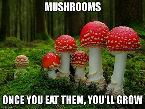 Mushroom Meme by SuperMarioFan65 on DeviantArt