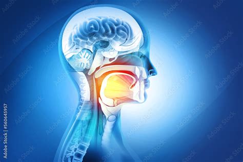 Anatomy of Maxilla and Mandible dental structure. 3d illustration ...