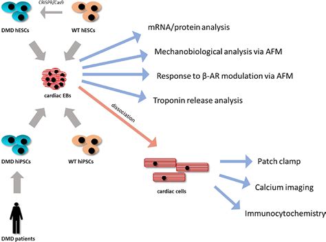 Frontiers Dmd Pluripotent Stem Cell Derived Cardiac Cells