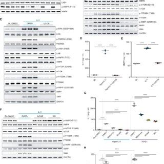 IL11 ERK Activity Inhibits LKB1 AMPK To Activate Hepatic Stellate