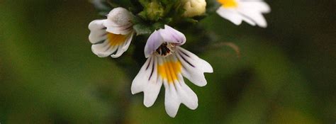 News and blog | euphrasia