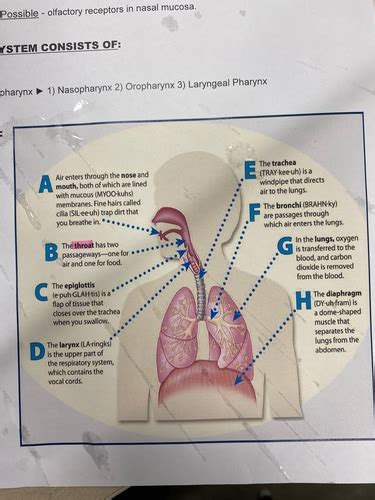 Respiratory System Flashcards Quizlet