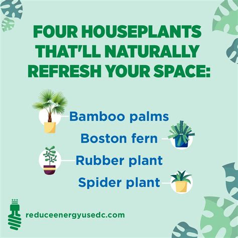 These Houseplants Will Refresh Your Space In No Time Reduce Energy