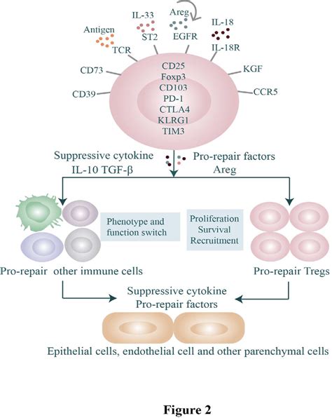 Characteristics Of Repair Tregs In Local Tissues And Their Functions