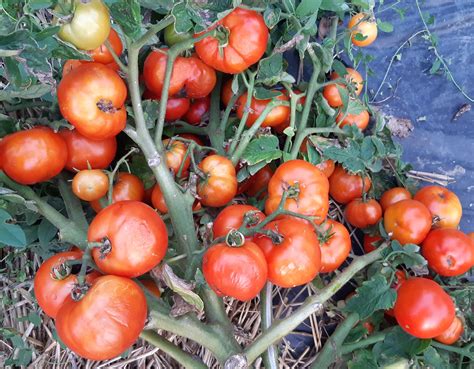 Red tomatoes : ALENKA Early Dwarf Tomato