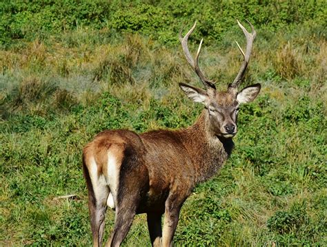 Wild Deer Antler Free Photo On Pixabay