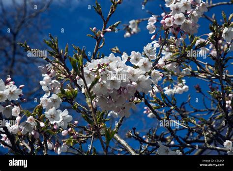 Weiße Yoshino Cherry Blossom Prunus X Yedoensis Shidare Yoshino Vor