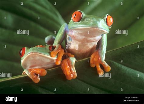 Red Eyed Tree Frogs Stock Photo Alamy