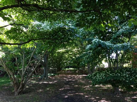 The Polly Hill Arboretum Blog Archive Forest Bathing