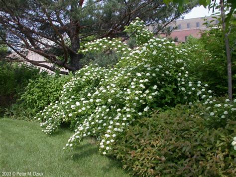 Physocarpus Opulifolius Ninebark Minnesota Wildflowers