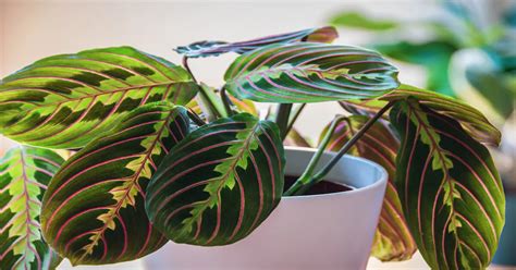 Red Maranta Prayer Plant Care- GIY Plants