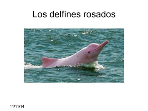 Calaméo Los Delfines Rosados